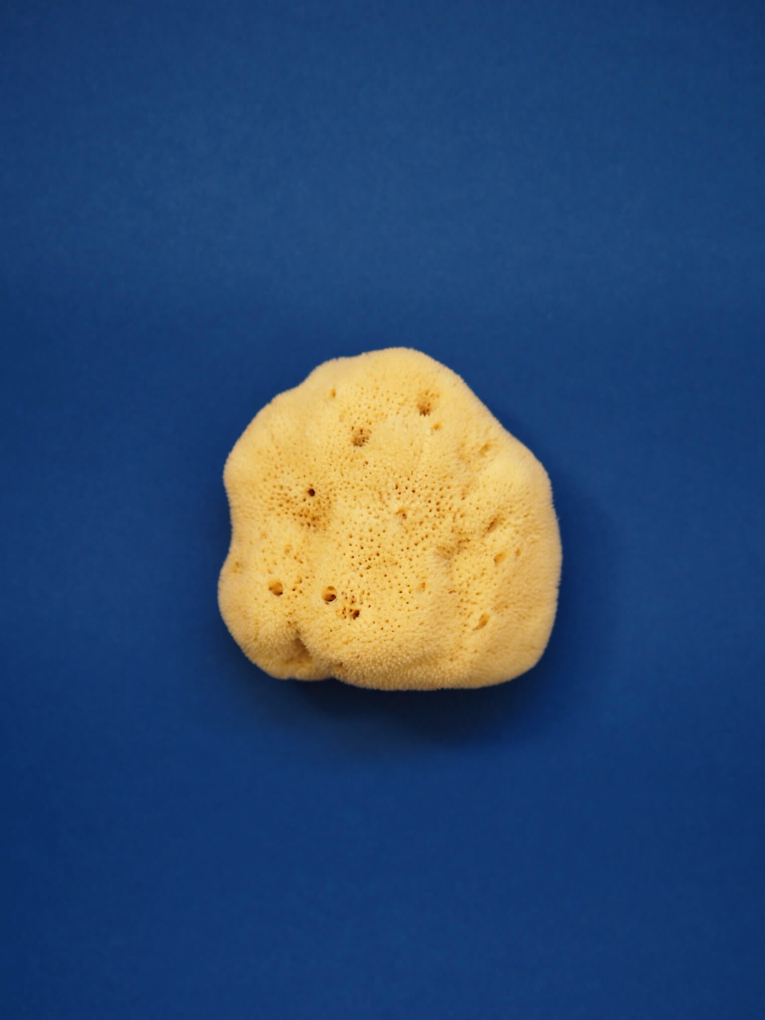 SEA SPONGE Small