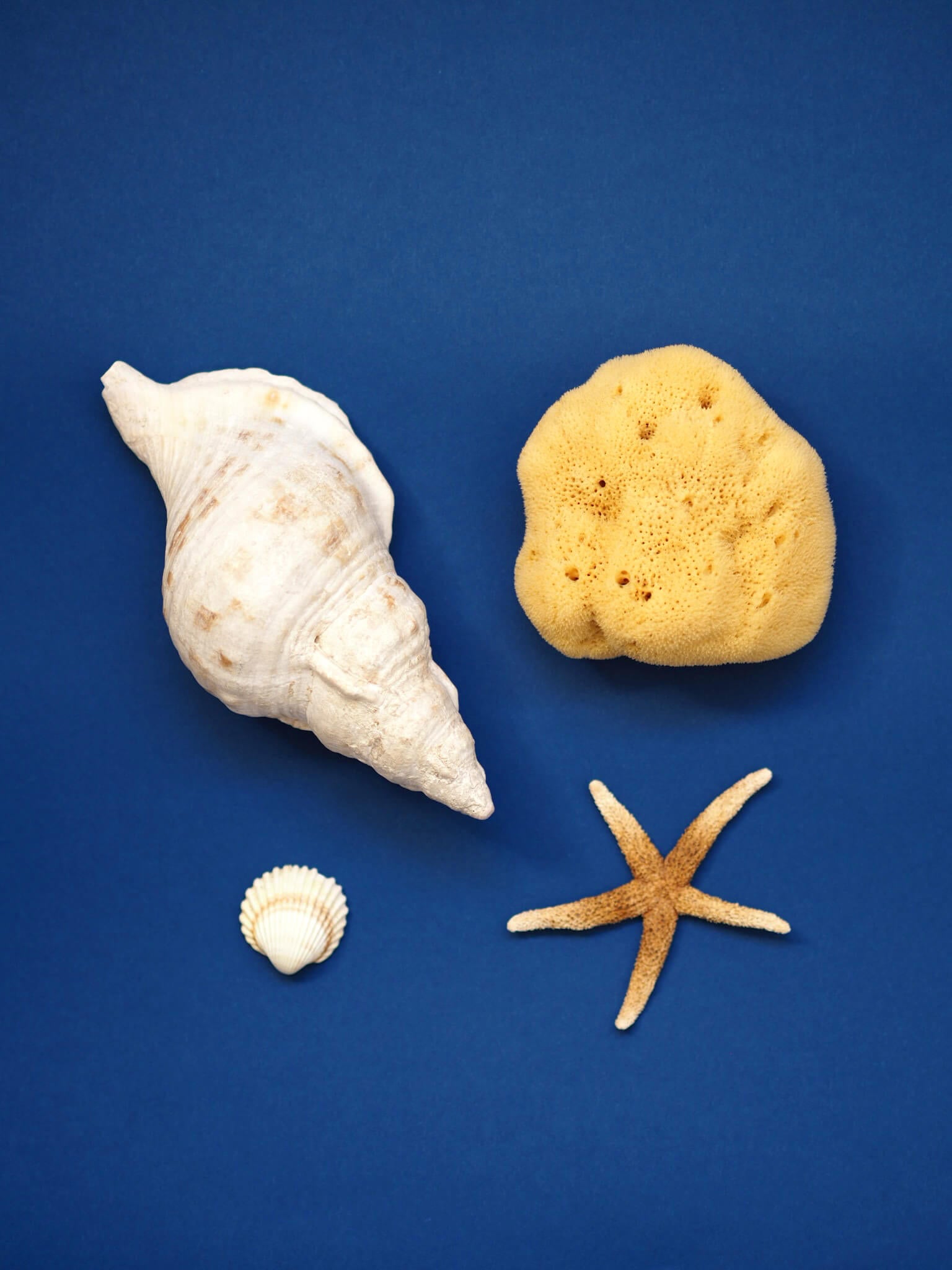 SEA SPONGE Mini